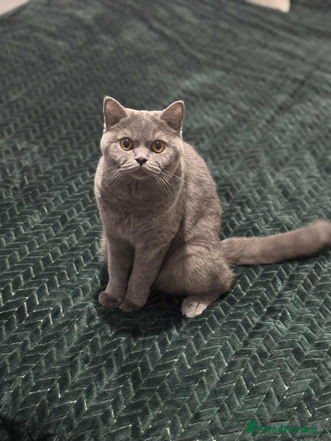 British Shorthair cats for sale: GCCF British Shorthair Cat for Sale  - Image 2