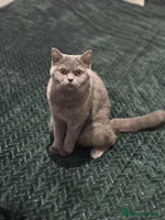 British Shorthair cats - Advert 10