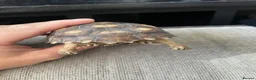 Tortoise reptiles for sale: 1 year old sulcata tortoise for sale  in Abergele - Advert 6