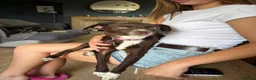 Mixed Breed dogs for adoption: Kit Kat  in Dorchester - Advert 7