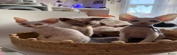 Devon Rex cats for sale: Devon Rex Kittens – Two Boys & One Girl ❤️ - Advert 18