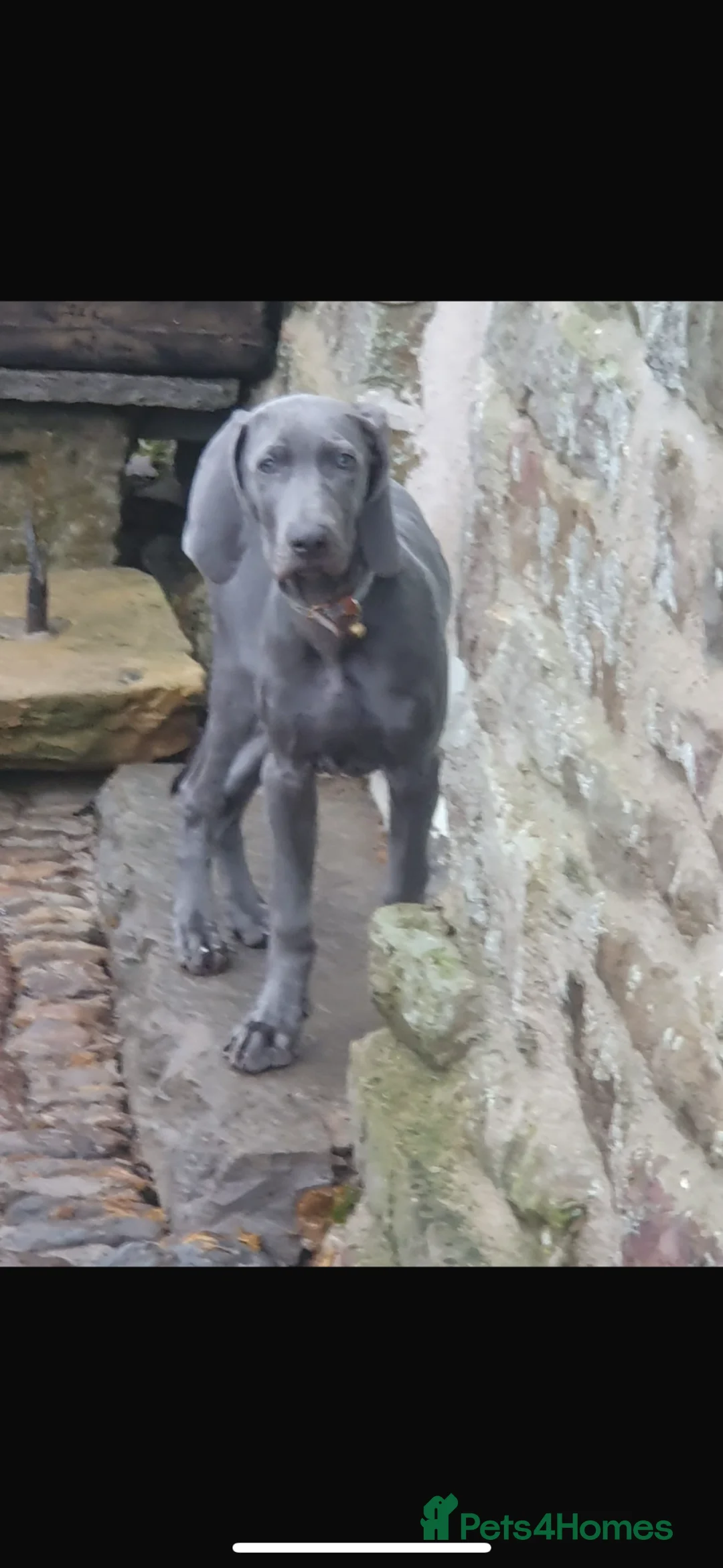 Weimaraner dogs for sale: Weimarana 6month Male in Sedbergh - Advert 1