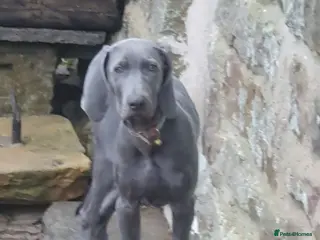 Weimaraner dogs Weimarana 6month Male - Advert 1