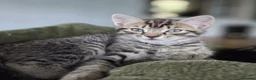 Mixed Breed cats for sale: 2 Female Tabbys in Ipswich - Advert 2