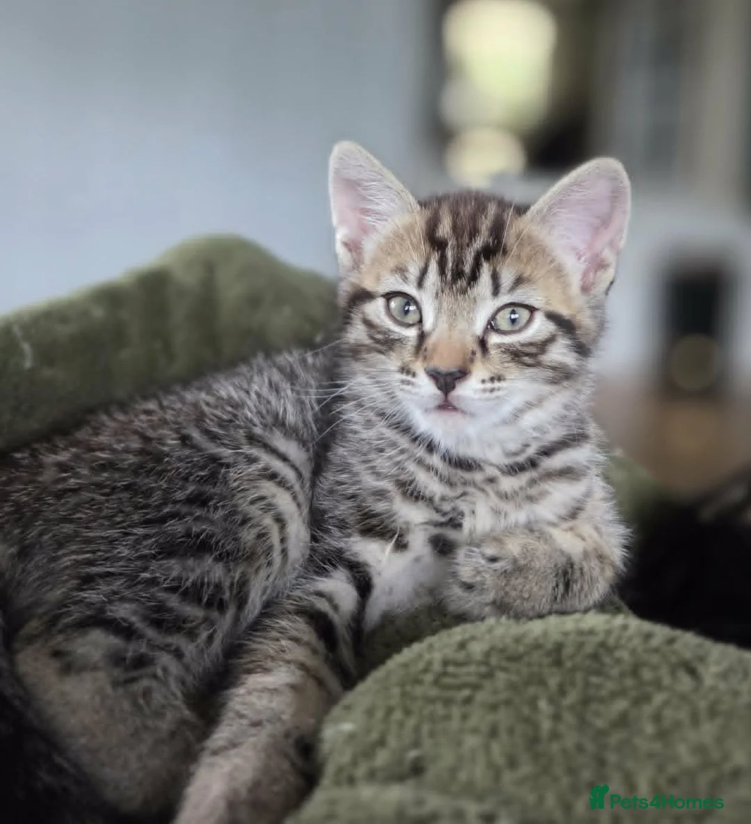 Mixed Breed cats for sale: 2 Female Tabbys in Ipswich - Advert 2