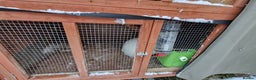 Mini Lion Lop rabbits for sale: Lion Rabbit female - Advert 7