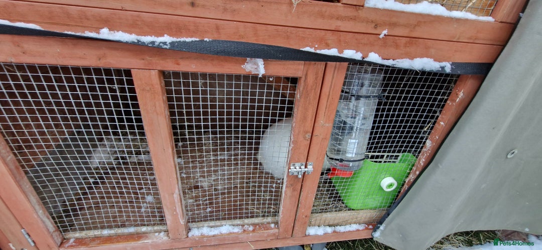 Mini Lion Lop rabbits for sale: Lion Rabbit female - Advert 7