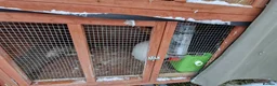 Mini Lion Lop rabbits for sale: Lion Rabbit female - Advert 7