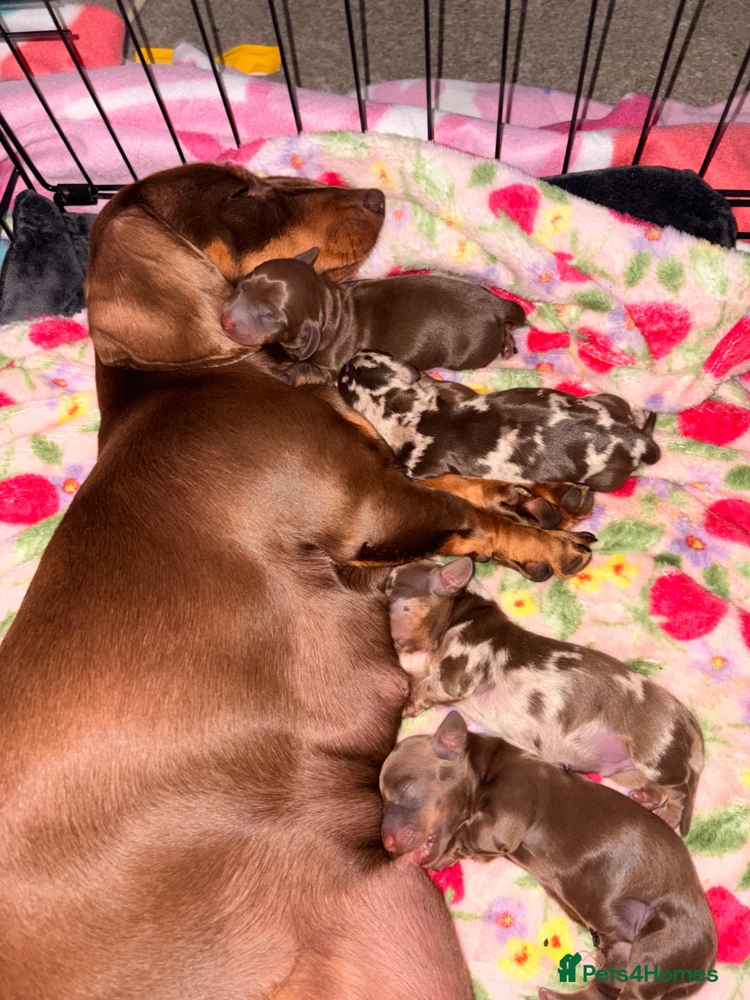 Miniature Dachshund dogs for sale: Miniature dachshund for sale  - Advert 1