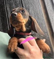 Dachshund dogs - Advert 7