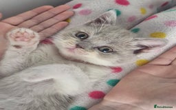 British Shorthair cats for sale: British shorthair and longhair  - Image 4
