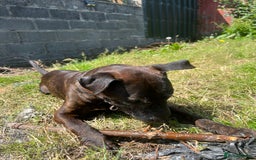 Mixed Breed dogs for sale: Home needed asap. Murphy ,8 year old - Image 10
