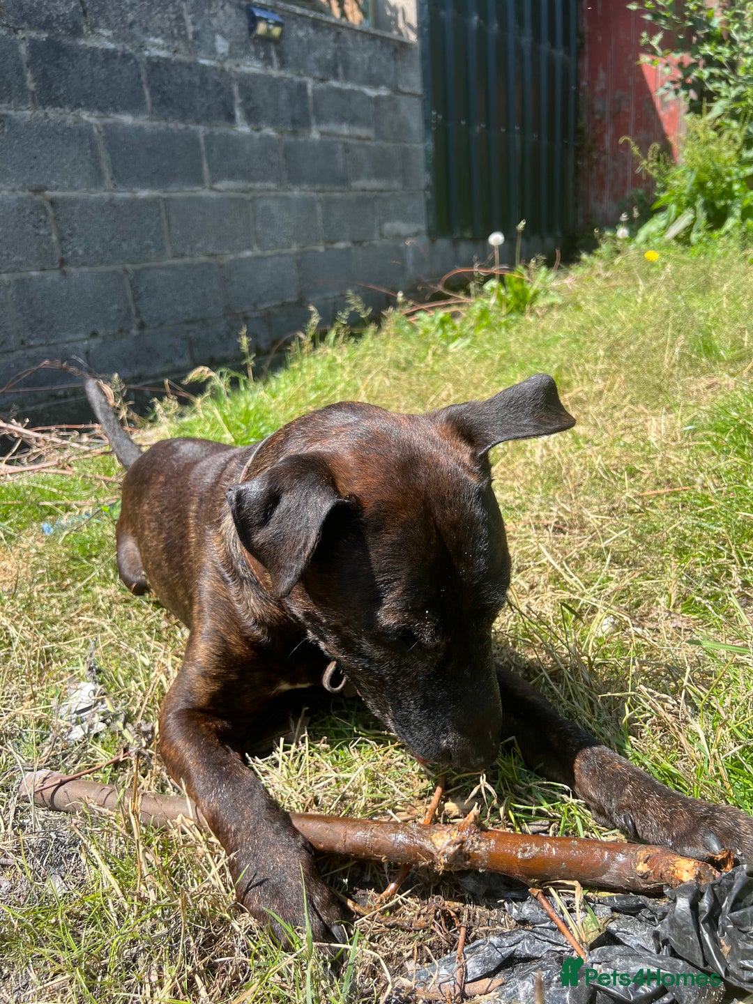 Mixed Breed dogs for sale: Home needed asap. Murphy ,8 year old - Image 10