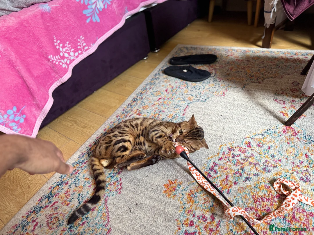 Bengal cats for stud: Stunning TICA Registered Bengal Stud Available - Advert 9