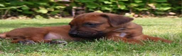 Rhodesian Ridgeback dogs for sale: !!KC CHAMPION AFRICAN RHODESIAN RIDGEBACK!! in Doncaster - Advert 15