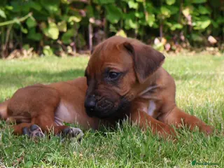 Rhodesian Ridgeback dogs !!KC CHAMPION AFRICAN RHODESIAN RIDGEBACK!! - Advert 2