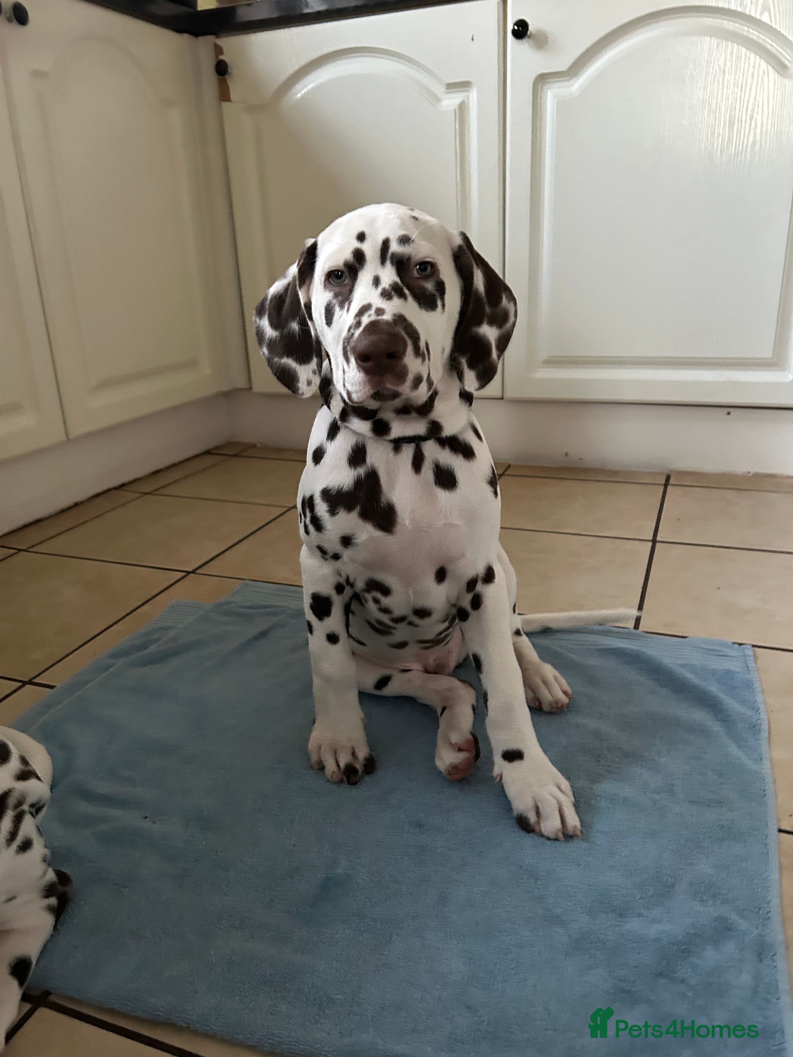 Dalmatian dogs This is an all liver litter of Dalmatian puppies - Advert 18