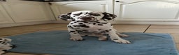 Dalmatian dogs for sale: This is an all liver litter of Dalmatian puppies - Advert 5