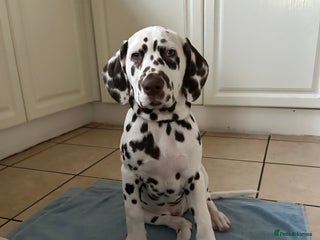 Dalmatian dogs This is an all liver litter of Dalmatian puppies - Advert 18