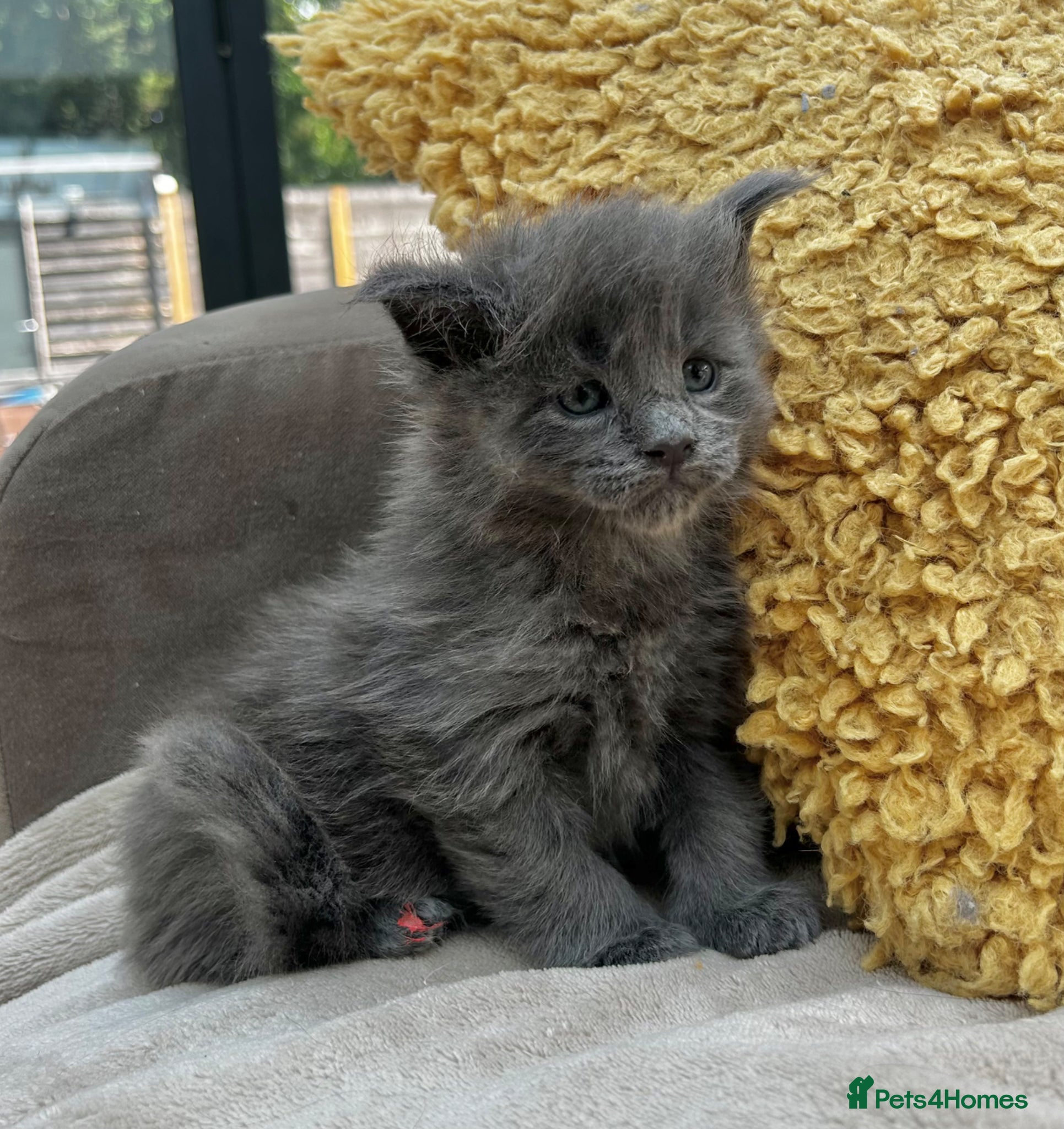 Maine Coon cats Extraordinary Chunky Maine Coon Boys- Rare Quality - Advert 2