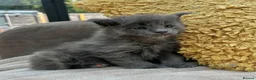 Maine Coon cats for sale: Extraordinary Chunky Maine Coon Boys- Rare Quality - Advert 7