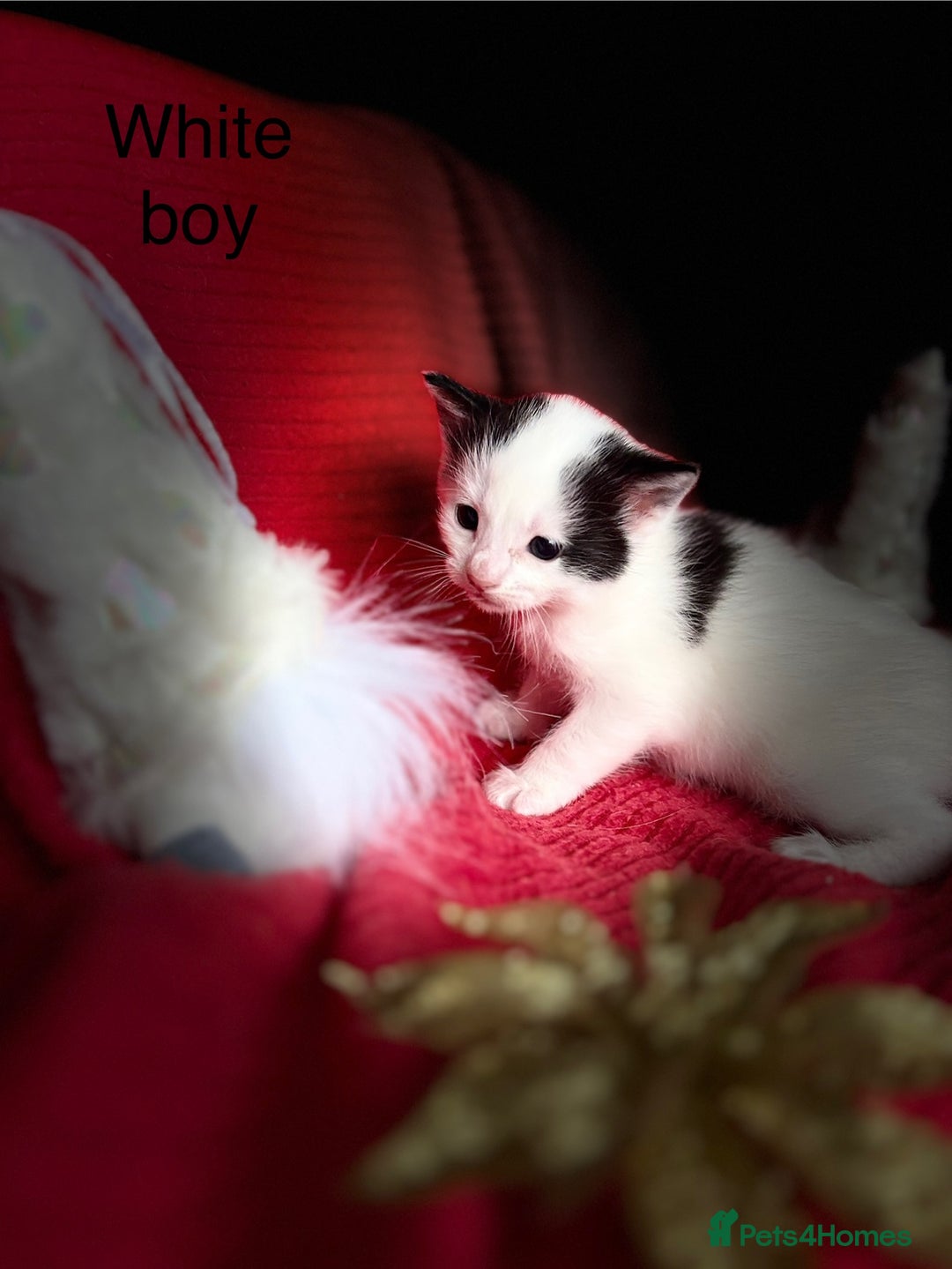 Mixed Breed cats for sale: Black and White fluffy kittens  - Advert 11