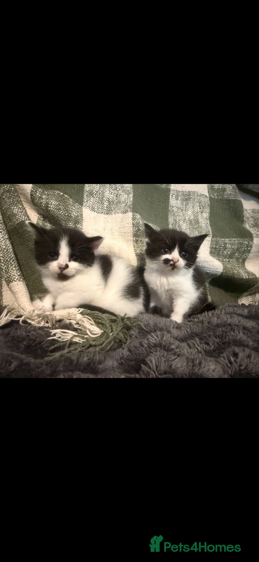 Mixed Breed cats Two fluffy kittens available now!  - Advert 2