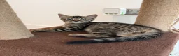 Bengal cats for sale: Beautiful Bengal Kittens - Advert 8