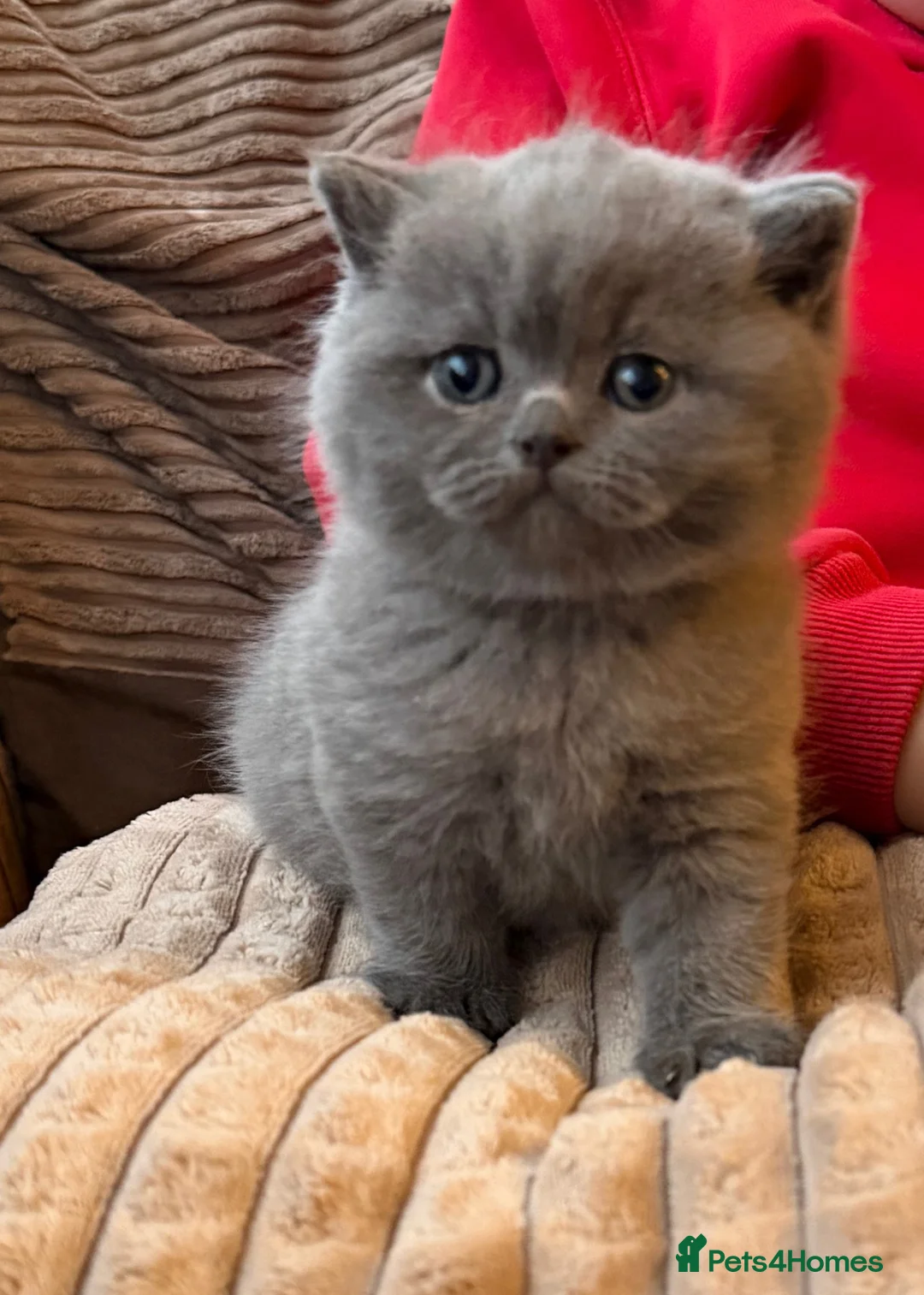 British Shorthair cats for sale: ONE BRITISH SHORTHAIR BLUE MALE AVAILABLE  - Advert 2