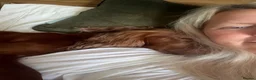Cocker Spaniel dogs for sale: 3 Year old Cocker Spaniel Bitch  - Advert 2