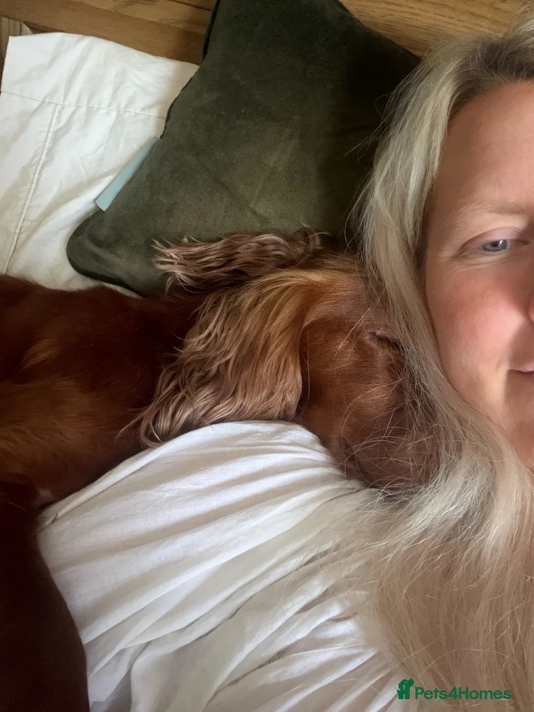 Cocker Spaniel dogs for sale: 3 Year old Cocker Spaniel Bitch  - Advert 2