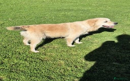 Golden Retriever dogs for sale: Beautiful golden retriever, girl  - Advert 3