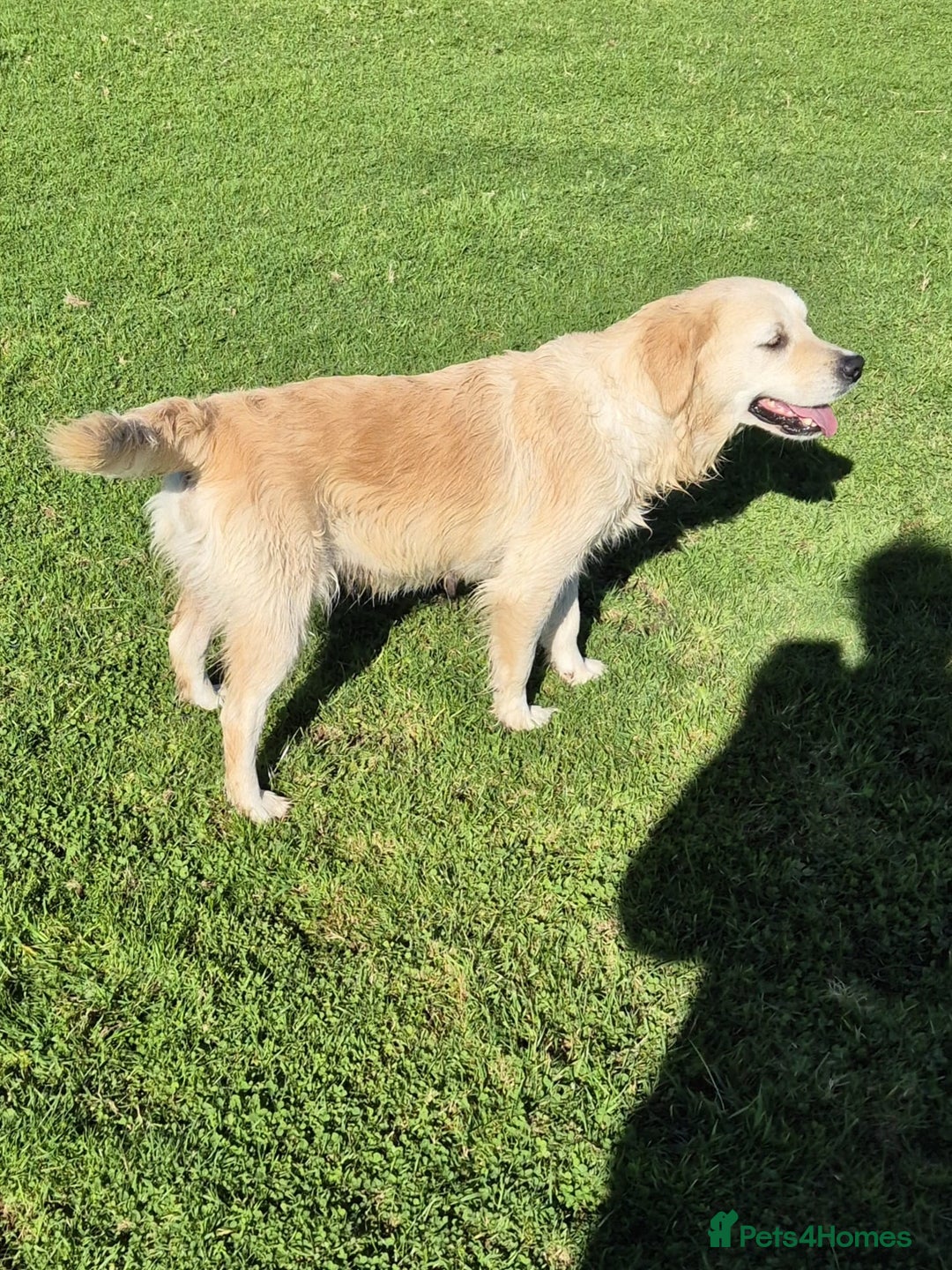 Golden Retriever dogs for sale: Beautiful golden retriever, girl  - Advert 3