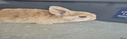 Mixed Breed rabbits for sale: Baby rabbits for sale  - Advert 8