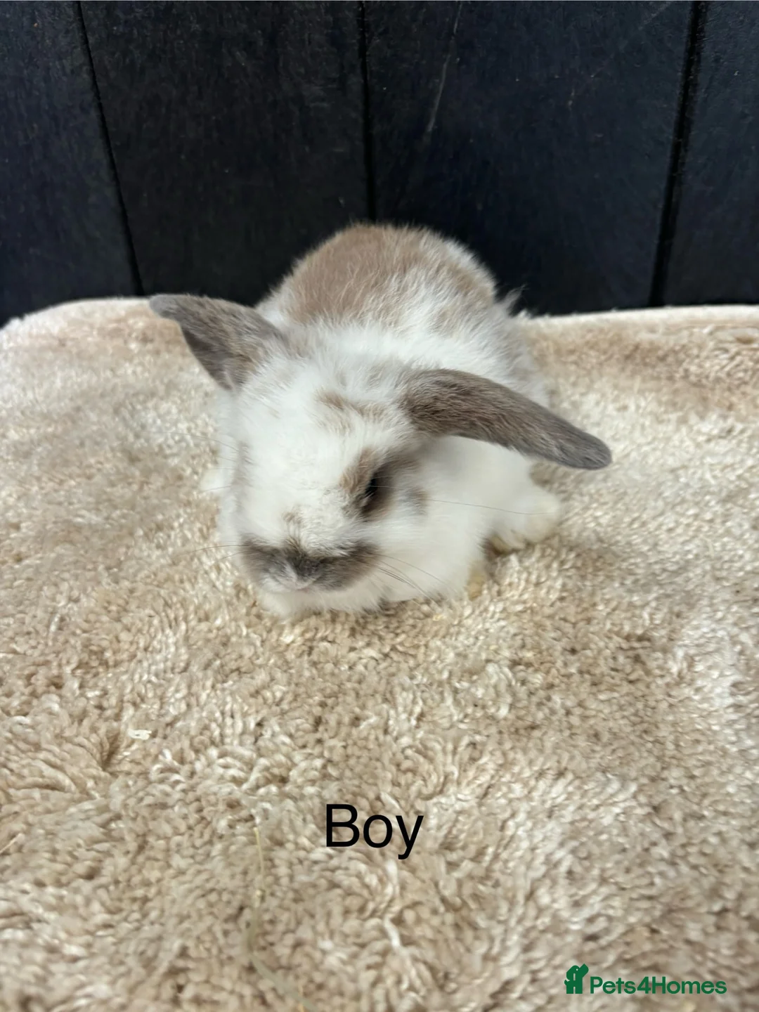 Mini Lop rabbits for sale: Stunning bunnies  - Advert 1