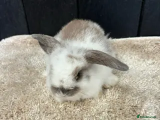 Mini Lop rabbits Stunning bunnies - Advert 18