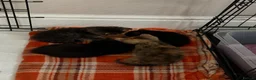 Mixed Breed cats for sale: Tonkdoll/bengal kittens - Advert 4