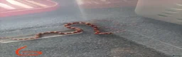 Corn Snake reptiles for sale: 7 x baby corn snakes for sale  - Advert 3