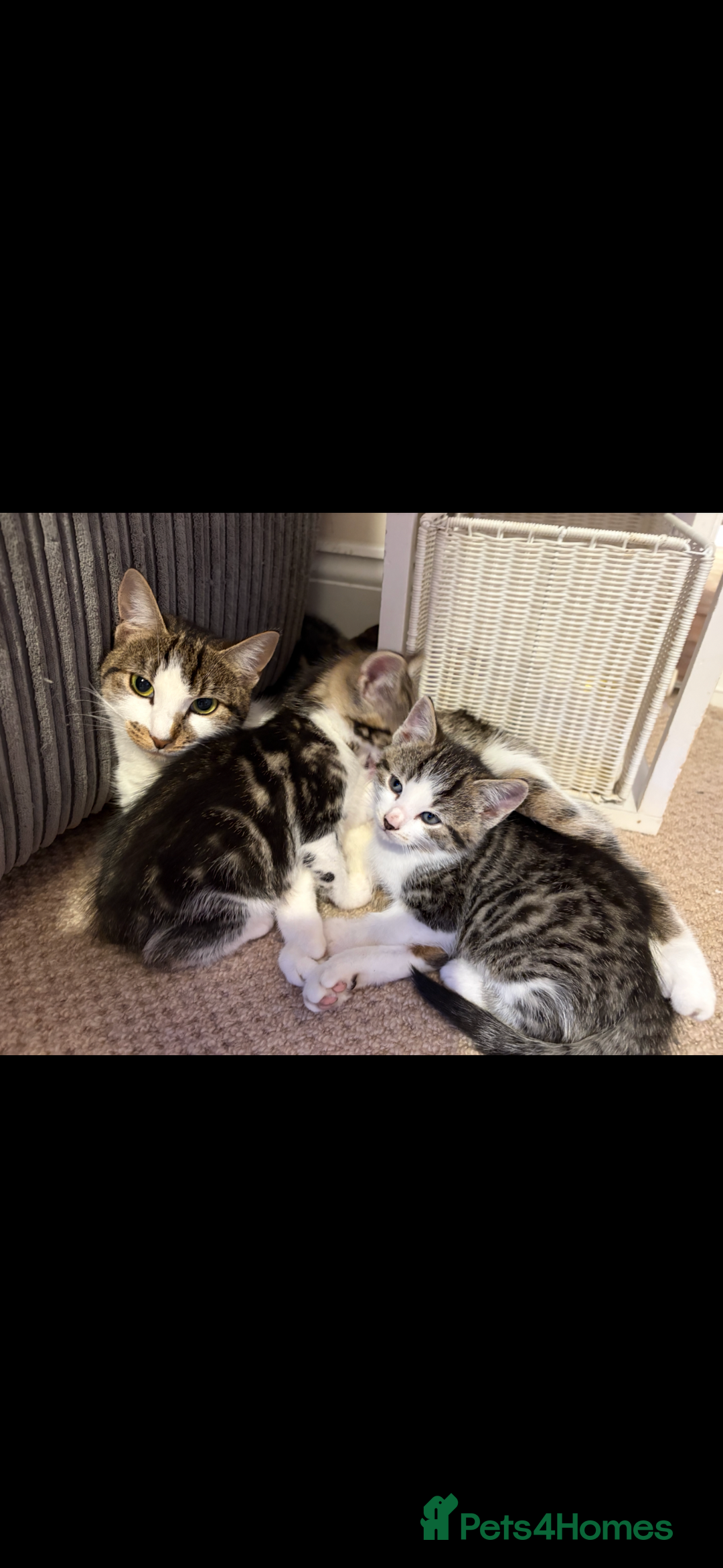 Mixed Breed cats for sale: One boy kitten left  - Advert 2