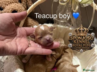 Maltipoo dogs 👑One in a Million Ultra Tiny F1 Asian Maltipoo👑 - Advert 17