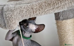 Sphynx cats for sale: Last boy TICA registered  - Image 26