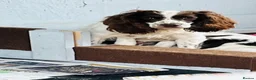 English Springer Spaniel dogs for sale: KC REGISTERED ENGLISH SPRINGER SPANIELS  - Advert 3