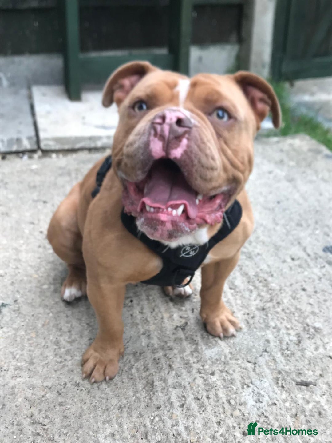 Olde English Bulldogge dogs for sale: Beautiful OE Bulldog needing a new home - Advert 1