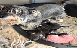 Miniature Schnauzer dogs for sale: Miniature Schnauzer Puppies for rehome - Image 4