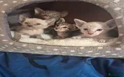 Oriental cats for sale: 2 Oriental boys left ( sold ) - Image 8