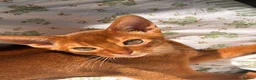 Abyssinian cats for sale: Stunning Abyssinian champion line kittens-last boy - Advert 2