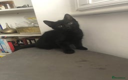 Mixed Breed cats for sale: Adorable Kittens for sale! - Image 2