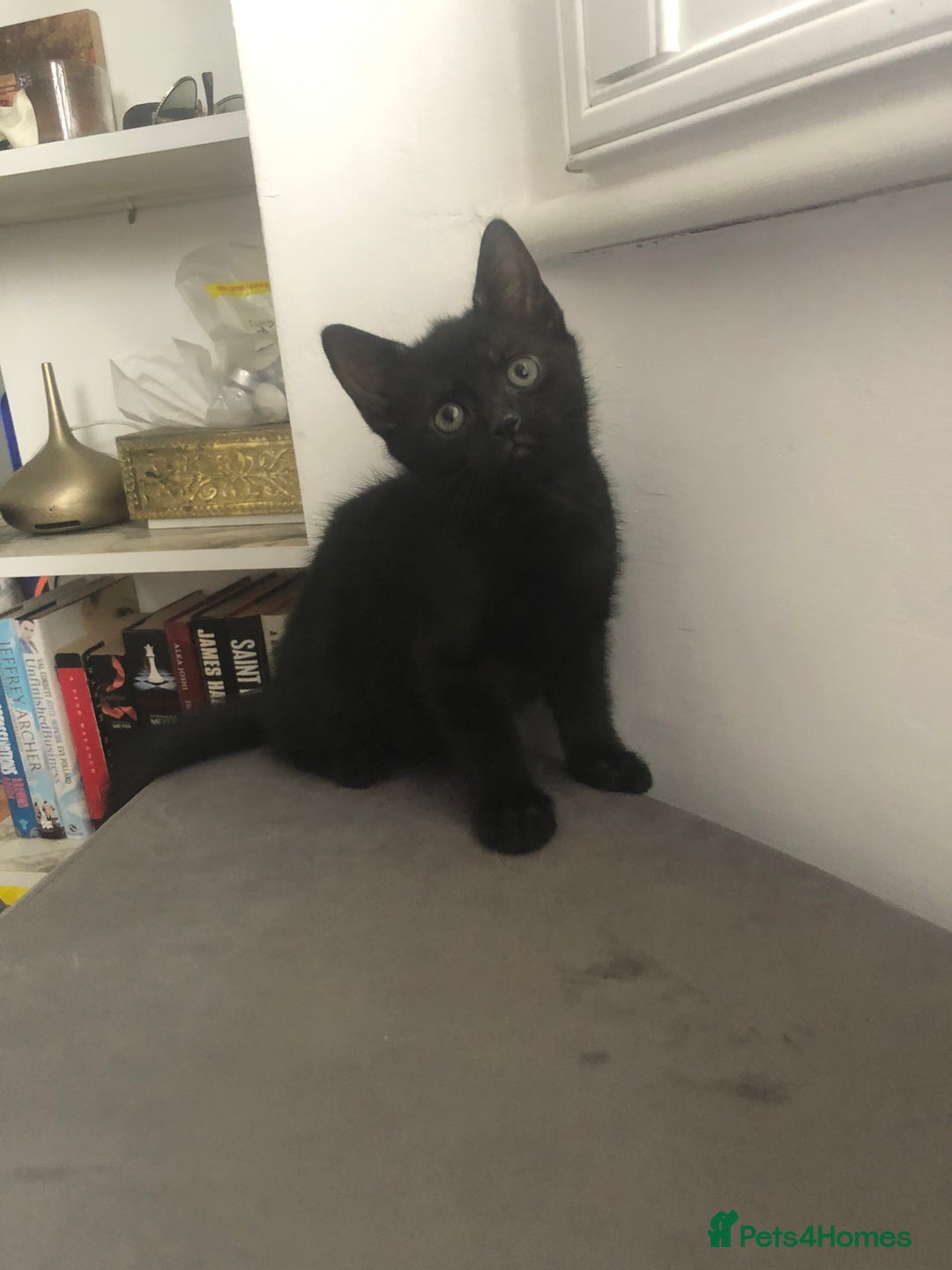 Mixed Breed cats for sale: Adorable Kittens for sale! - Image 2