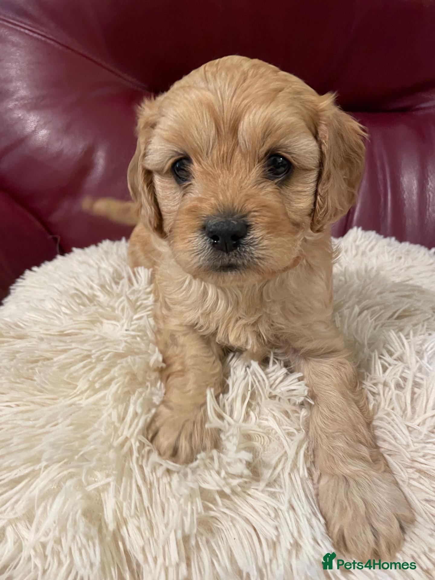 Cavapoo dogs Beautiful Golden F1 cavapoo Girl puppy - Advert 3