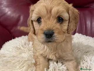 Cavapoo dogs Beautiful Golden F1 cavapoo Girl puppy - Advert 3